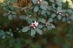 Lilac or pink flowers of evergreen rhododendron bloom in spring in the garden photo