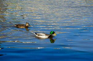 Wild ducks swim on the lake. lake with ducks photo