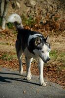husky dog with beautiful blue eyes. autumn Park. Walking the dog. photo