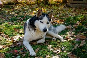 fornido perro con hermosa azul ojos. otoño parque. caminando el perro. foto
