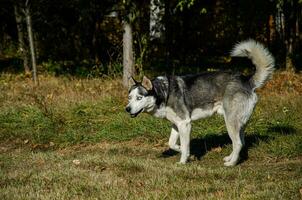 husky dog with beautiful blue eyes. autumn Park. Walking the dog. photo