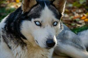 Dog Siberian Husky. Portrait of a husky with blue eyes. very beautiful eyes. photo