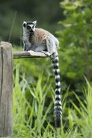 Ring-tailed lemur a portrait photo