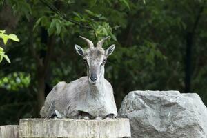 Chinese Nahur resting on a rock photo