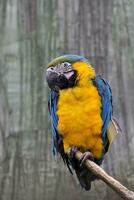 Blue-and-yellow macaw on the tree photo