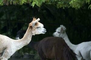 Alpaca in a clearing a portrait photo