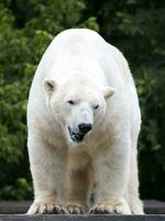 polar oso en el salvaje foto