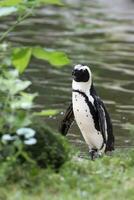 pingüino en un claro foto