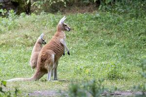 Kangaroo in a clearing photo