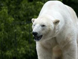 Polar bear a portrait photo