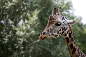 Giraffe  a portrait photo