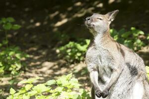 Wallaby basking in the sun photo