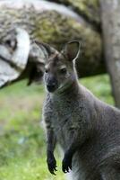 Wallaby in a clearing a portrait photo