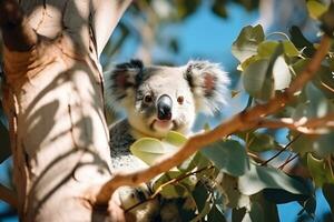 View of cute koala in nature photo