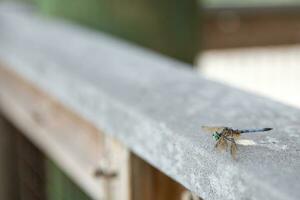 Male Blue Dasher Dragonfly photo