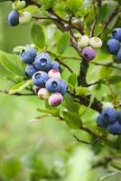 Blue huckleberry bush Vaccinium corymbosum ripening berries blueberry plant in garden vertical shot photo