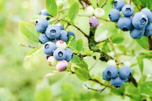 Vaccinium corymbosum blue huckleberry bush ripening berries blueberry plant in garden vertical shot photo