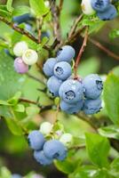 Blueberries ripening on bush Vaccinium plant in garden vertical shot photo