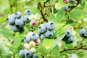 Blueberry plants cultivated in garden Vaccinium angustifolium ripening lowbush blueberries closeup photo