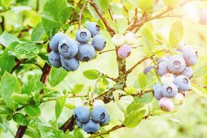 Blueberry growing in the sun Vaccinium plant in garden ripening blueberries on bush closeup photo