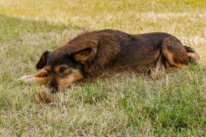 perro viejo posando y descansando en el primer plano de la hierba foto