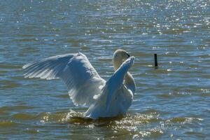 Beautiful swan floats on the lake photo