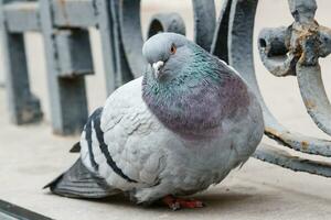 portrait of a beautiful dove photo