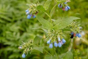 bushes with beautiful serene flowers on which a bee wasp is sitting photo