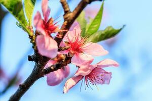 beautiful flowering of apricot fruit trees with drops photo