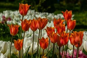 Spring field of colorful tulips photo