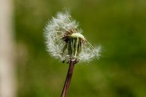 Beautiful dandelions on a green background photo