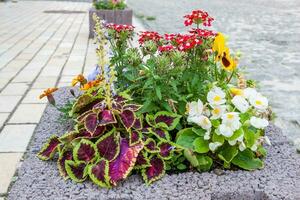 Blossoming flowers on the street in a flower bed closeup photo