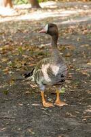 Goose Piskulka close-up walks on the grass in the sunlight photo