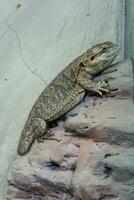 The lizard sits on a rock photo