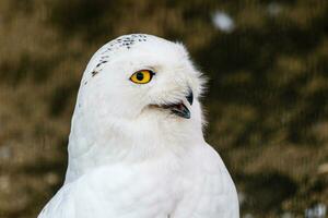 beautiful white owl with yellow eyes and beak photo