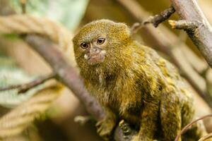 pygmy marmoset close up photo