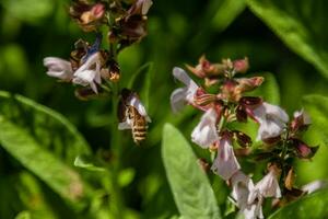 Beautiful flowers on which the bee sits photo