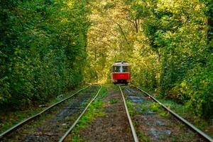 Tram and tram rails in colorful forest photo