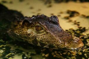 krakodil eyes smooth-eyed caiman photo