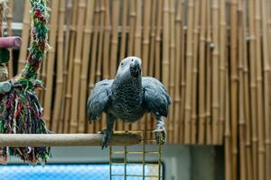 loro jaco se sienta en una jaula foto