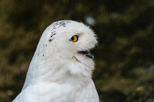 beautiful white owl with yellow eyes and beak photo