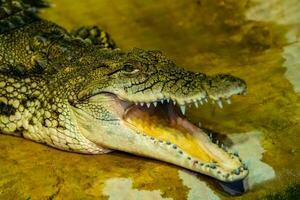 crocodile with open mouth with large teeth photo