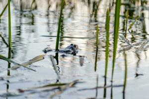 the frog sails on the pond photo