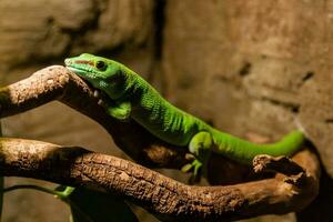 Green gecko lizard sits on a close-up branch photo