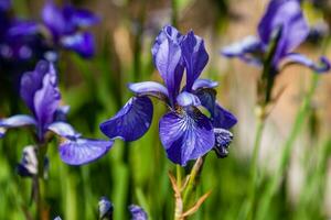 Beautiful violet irises under the sun light photo