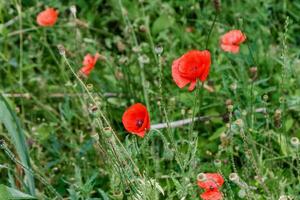 wonderful red poppies in green grass photo