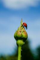 Ladybug on rose bud photo