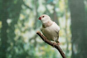 Beautiful birds Astrild Estrildidae sitting on a branch photo