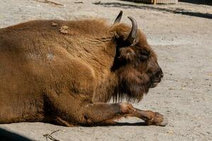 Buffalo head close-up photo