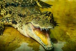 crocodile with open mouth with large teeth photo